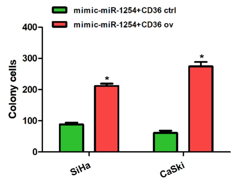 The transwell assays showed that CD36 overexpression enhanced the invasive ability of the SiHa cells transfected with miR-1254 mimic.jpg